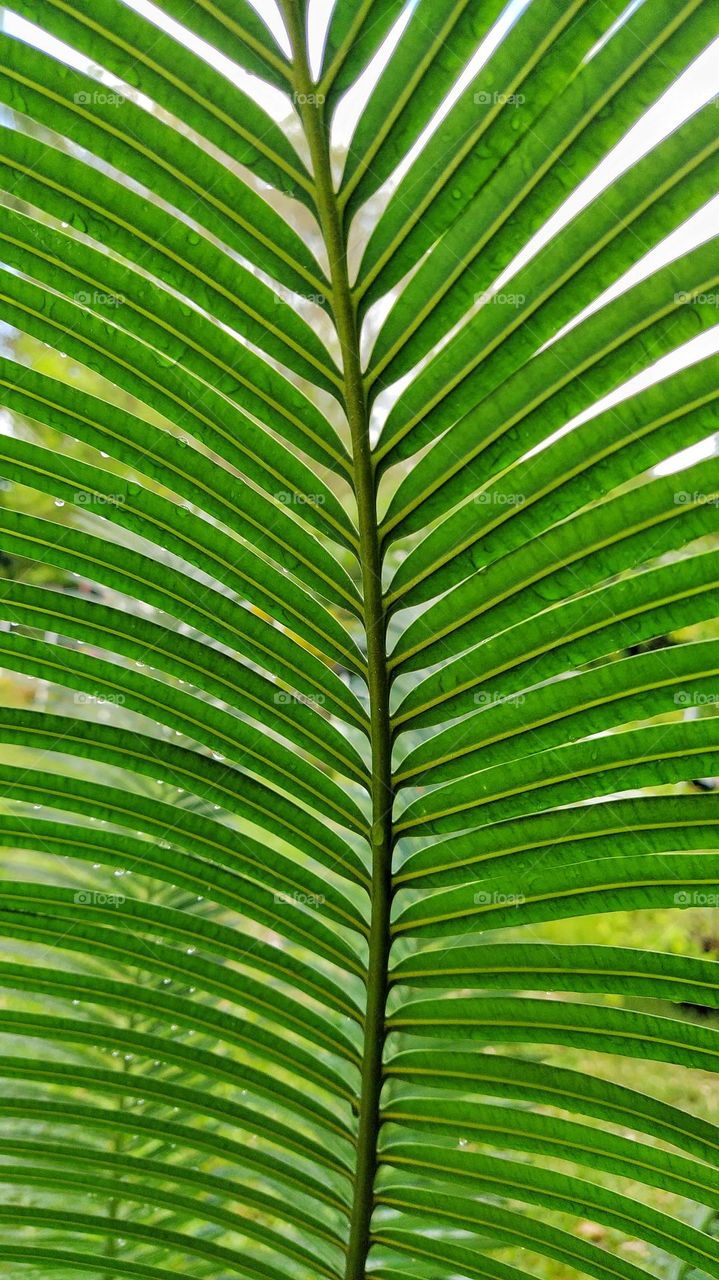 pattern created by beautiful green leaves of coconut tree