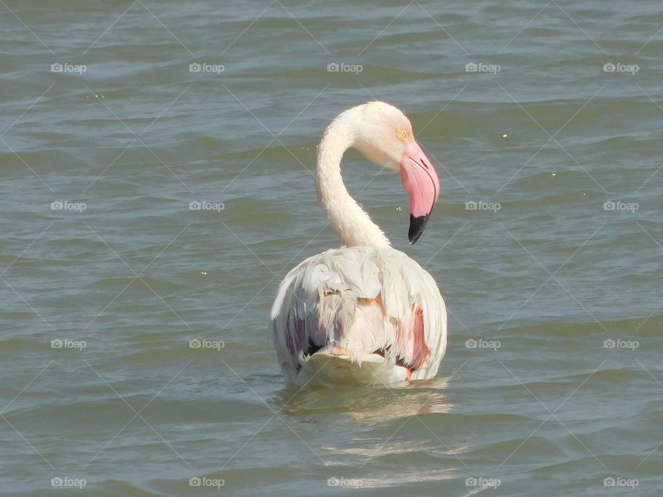 flamingo