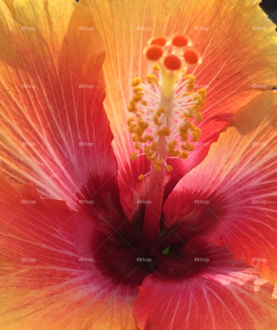 Hibiscus sunset. Hibiscus flower
