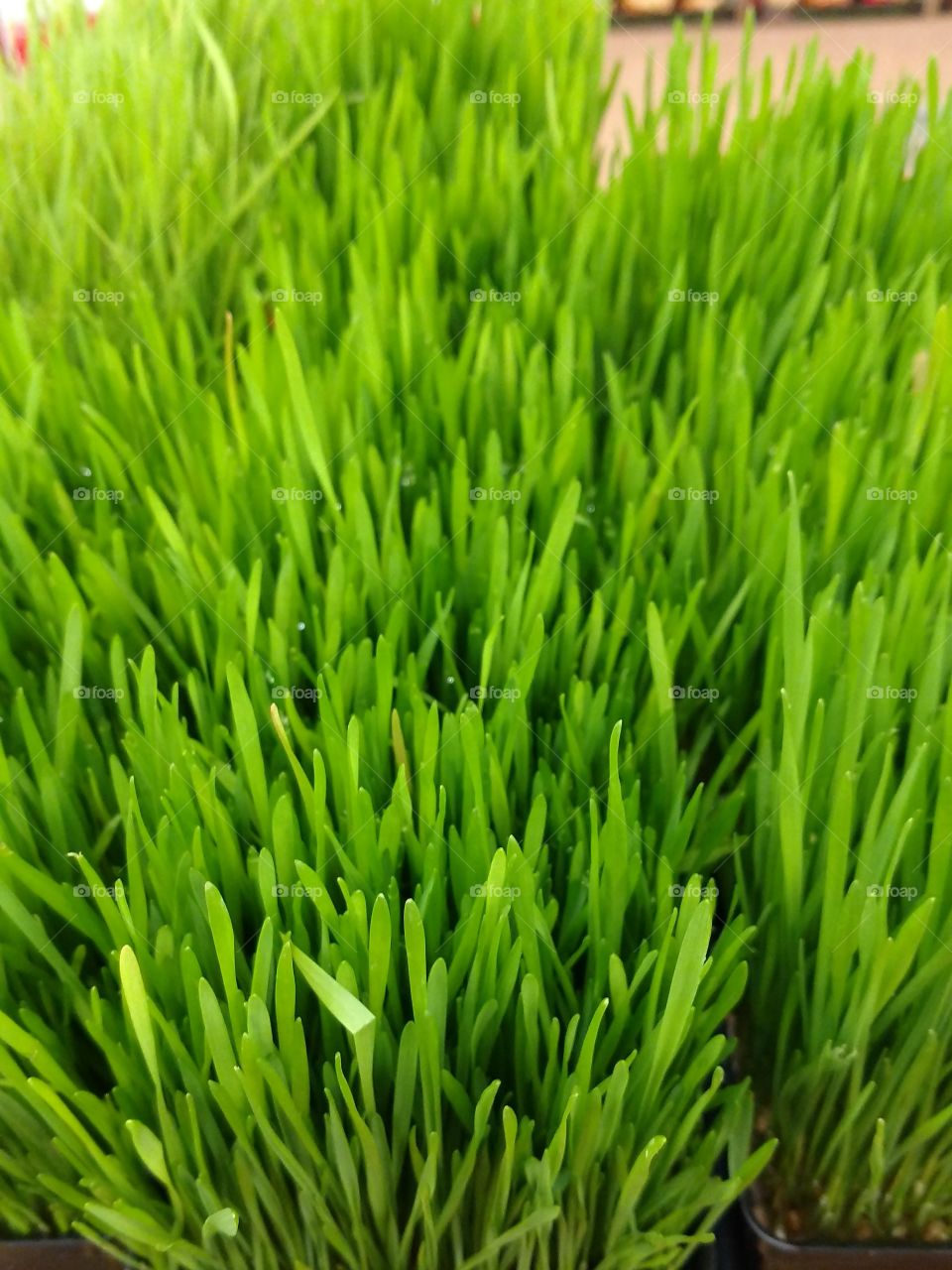 eatable grass