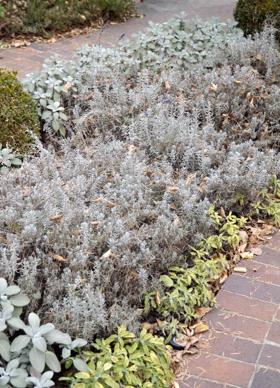 Lovely low water plants