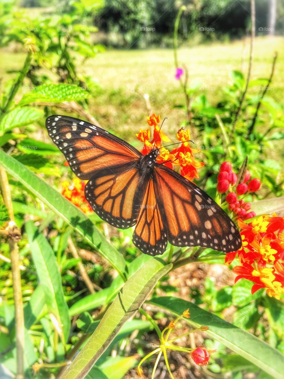Monarch butterfly pollinating on flower