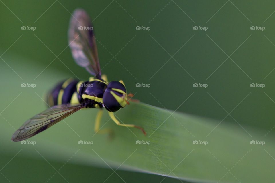 Wasp On Leaf