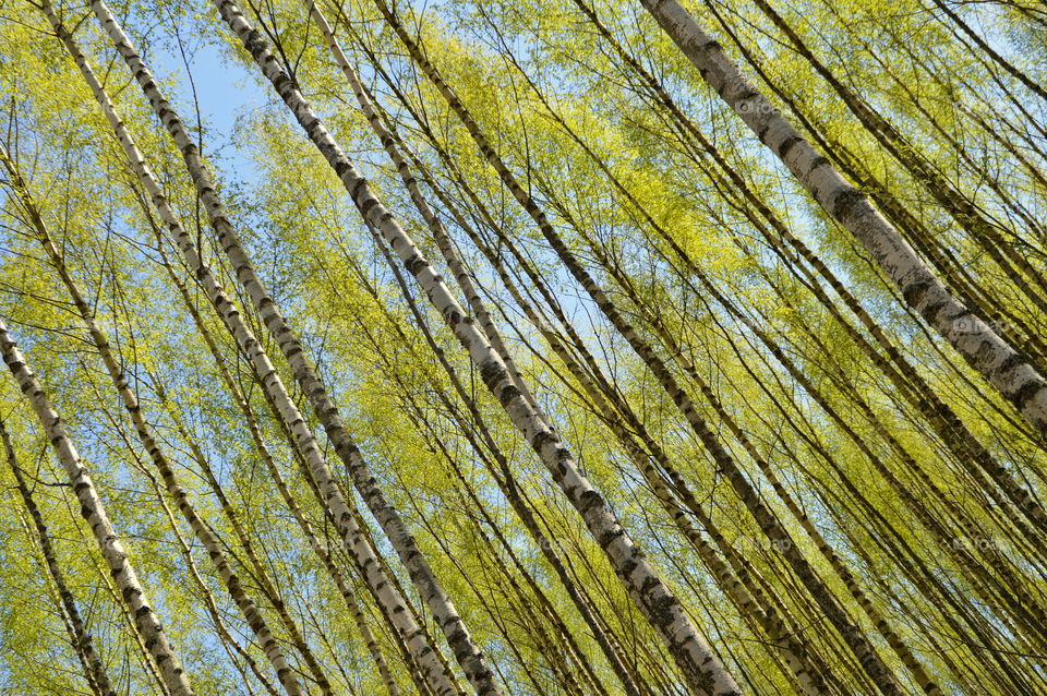 spring birches in birchwood