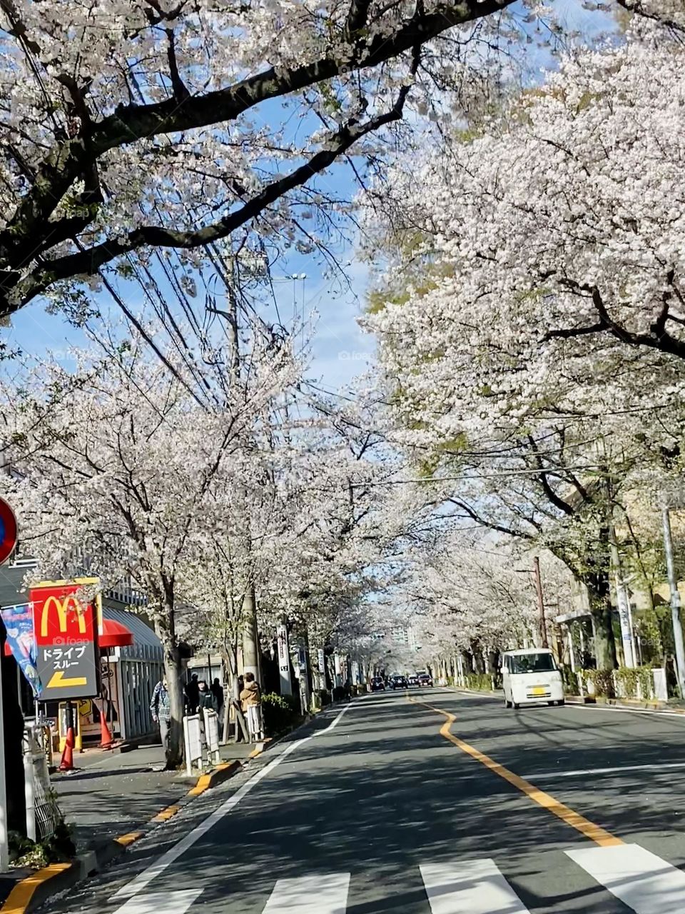 Cherry blossom trees along the street 