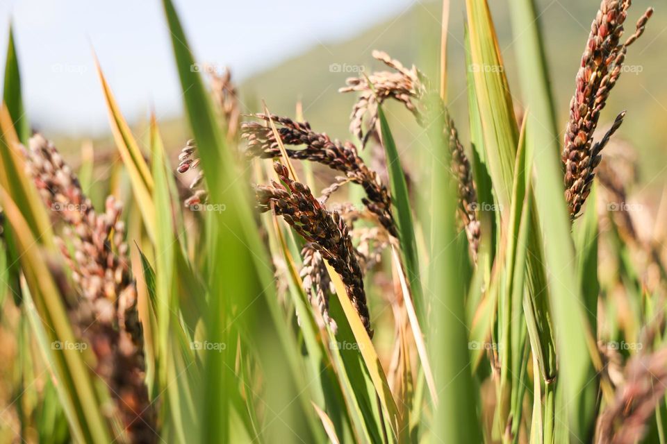 稻谷丰收的季节
