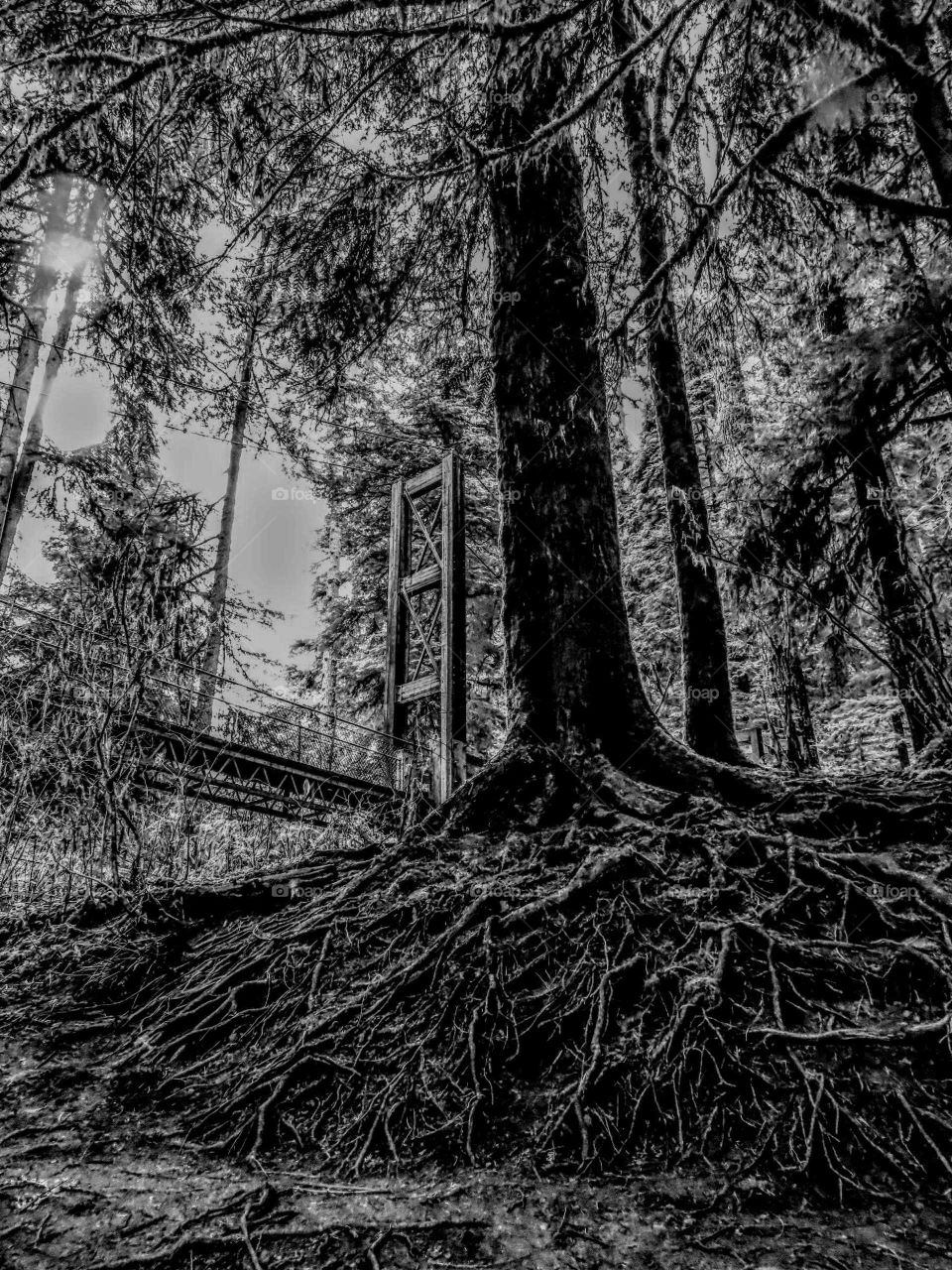 Black and White Architecture of Earth. Suspension Bridge in background. Calming and scerene. "Roots Became Natural Architecture"