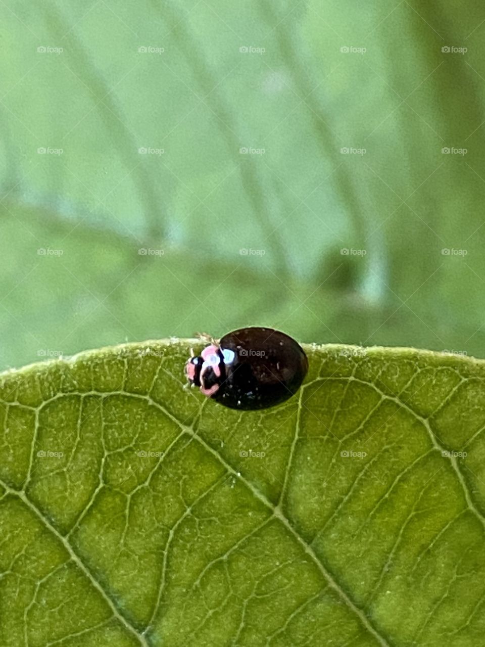 A little insect is walking on a plant leave