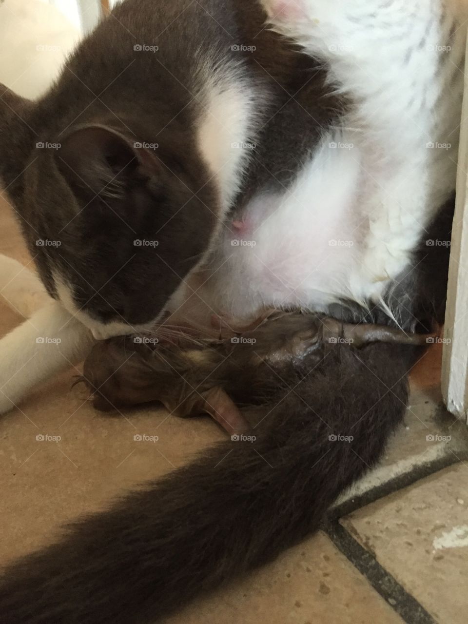 Mother cat giving birth to her kitten