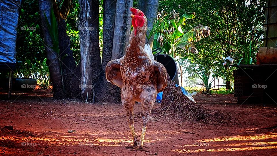 Galo no quintal.