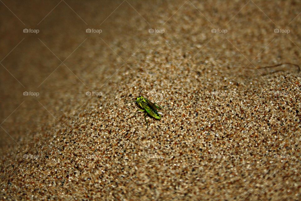 Beetle in the sand