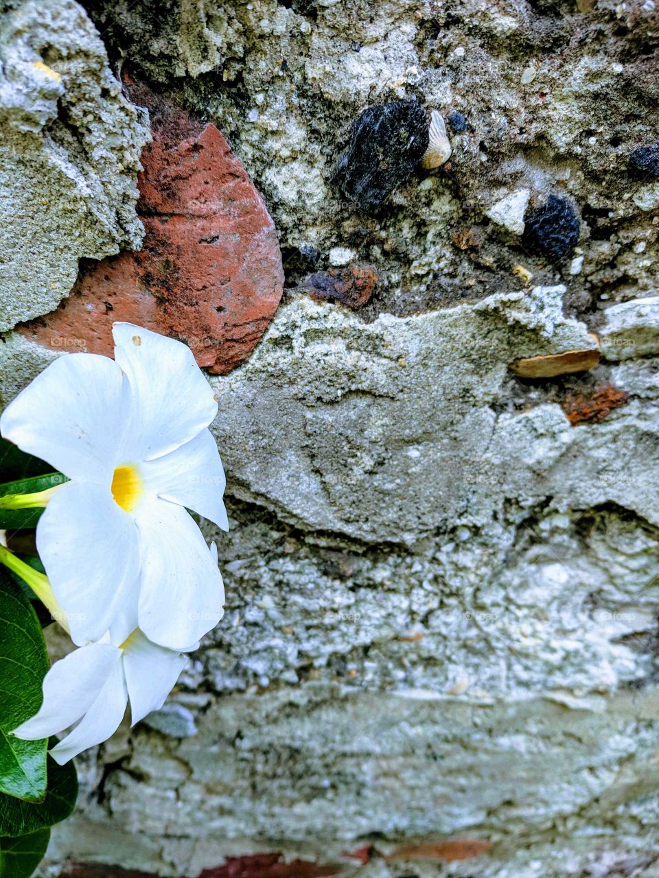 Secret Garden White Flower