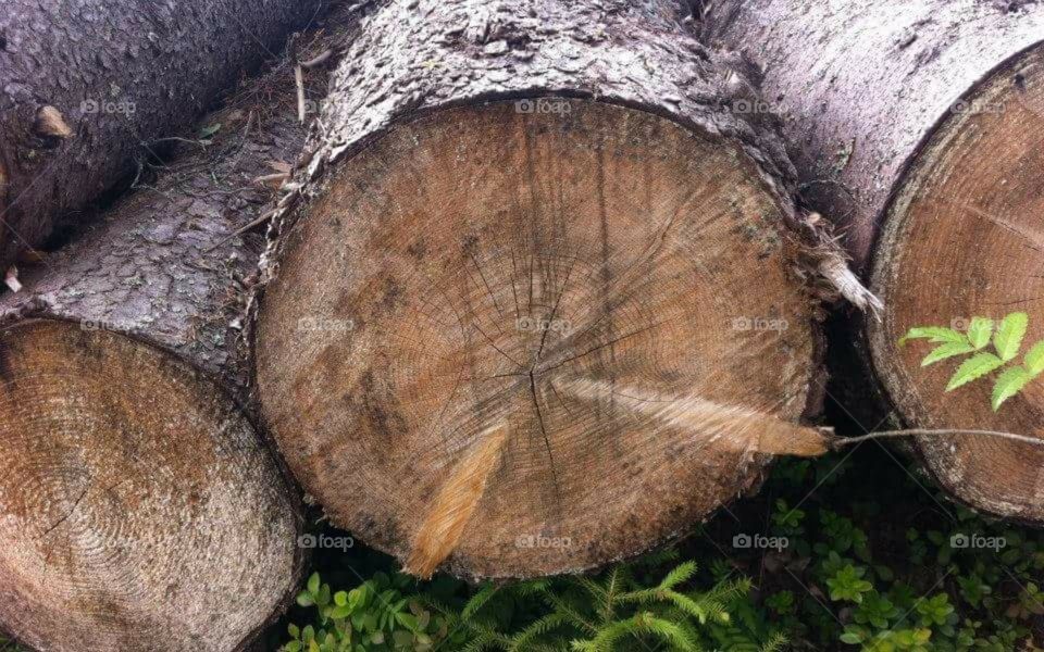 Gifts of the Finnish Forest