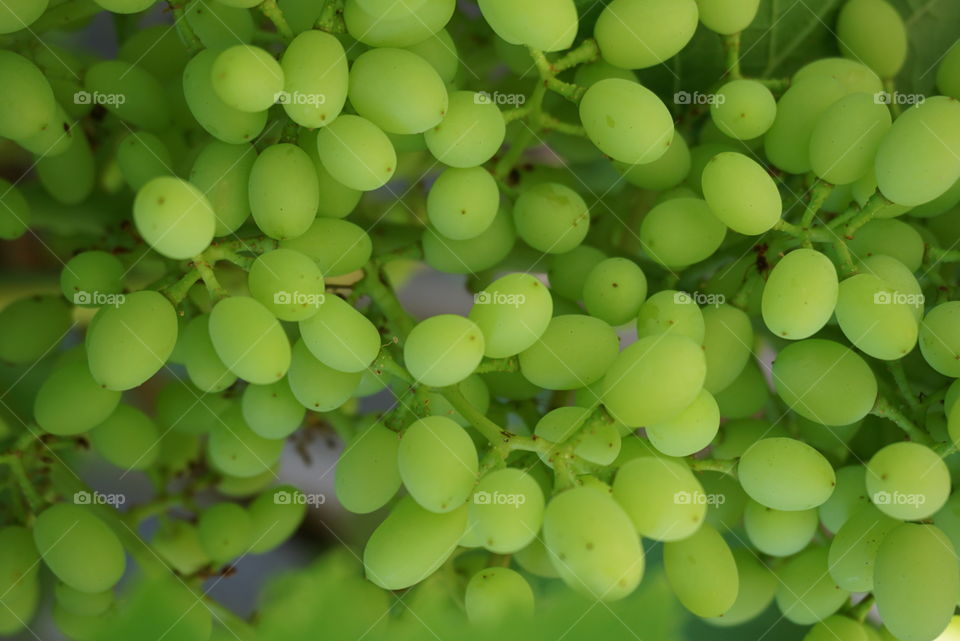 Green grape