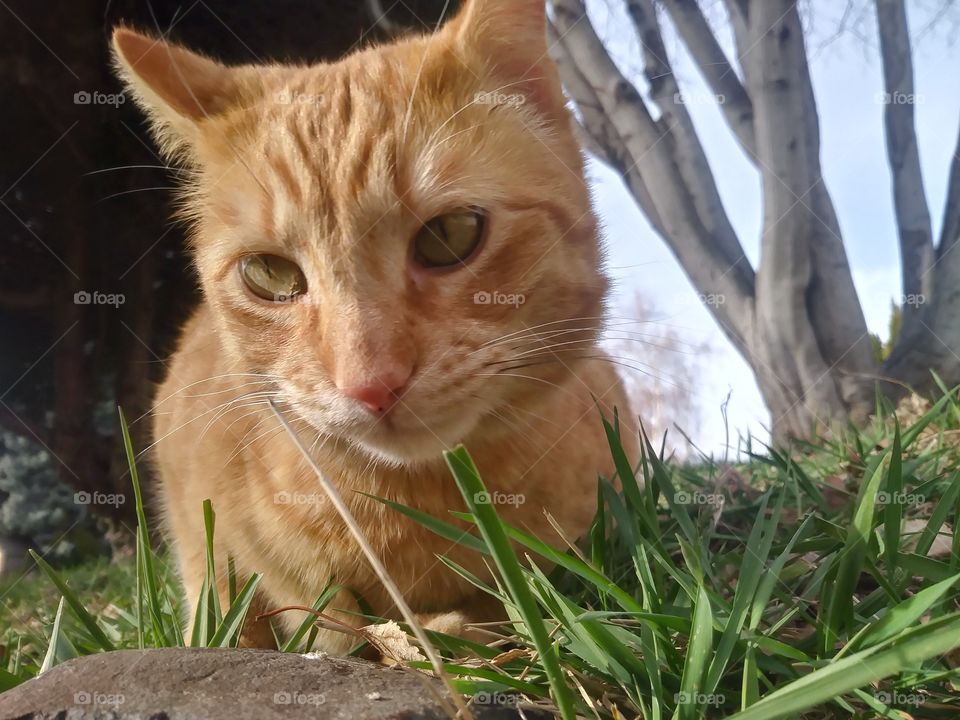 An orange cat named Butterbean