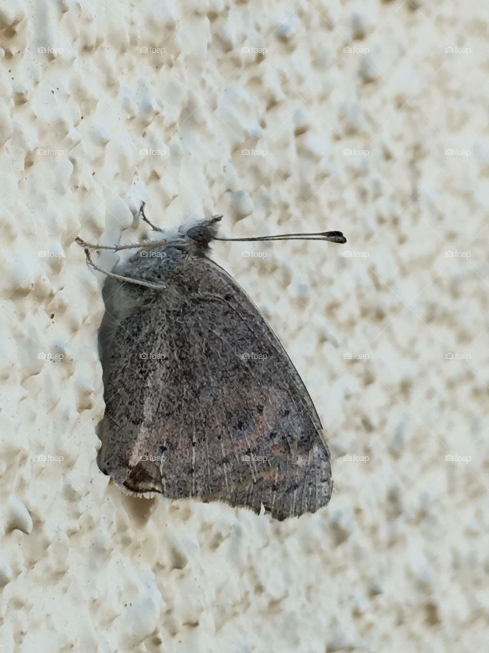 Closeup grey moth on a textured stucco outdoor wall