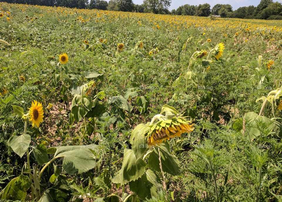 Happy sunflowers