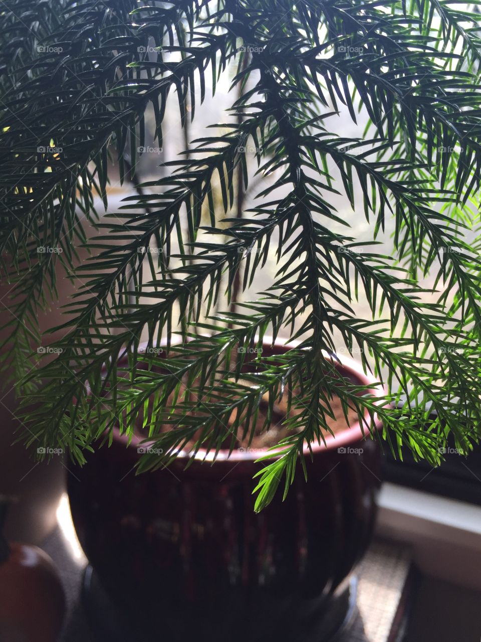 House plants in pots