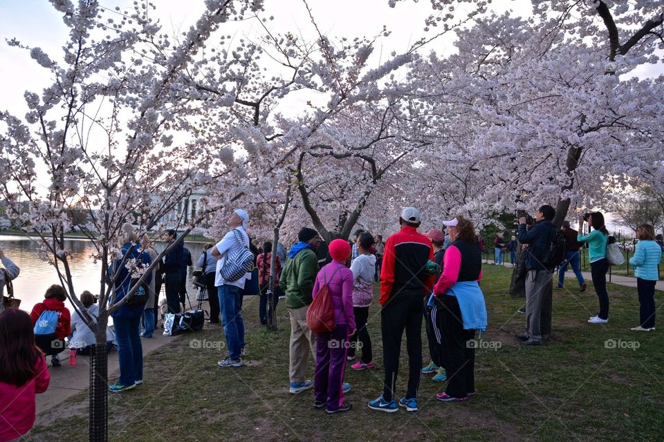 Cherry blossom festival