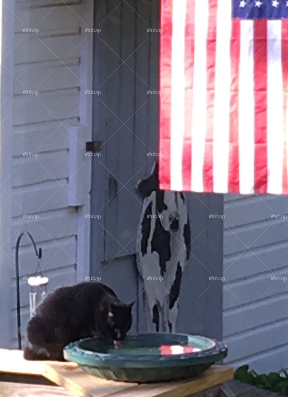 cat drinking from wooden fence rail mounted birdbath. American Flag 🇺🇸 hanging from shed & reflecting into water. Black cat drinking.