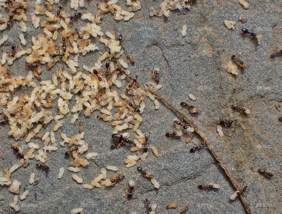 Ants protecting their eggs