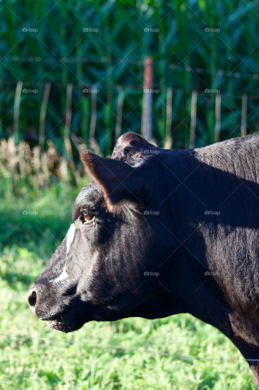 Headshot of a black steer facing into the sunlight by a cornfield in a pasture in mid-summer