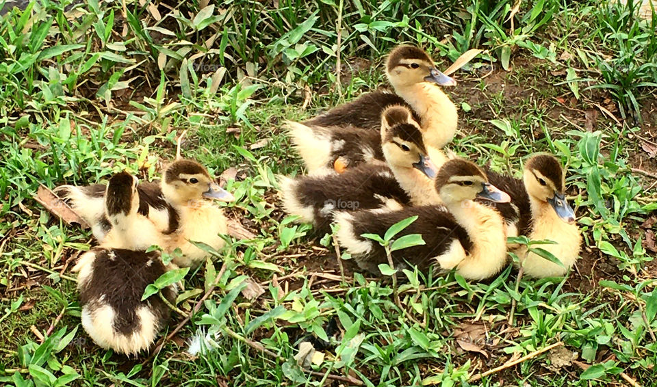 Imagine the joy of the children when seeing the number of ducklings that were born!
 Look how fertile nature is! / Imagine a alegria da criançada ao ver a quantidade de patinhos que nasceram!
Olhe como a natureza é fértil!