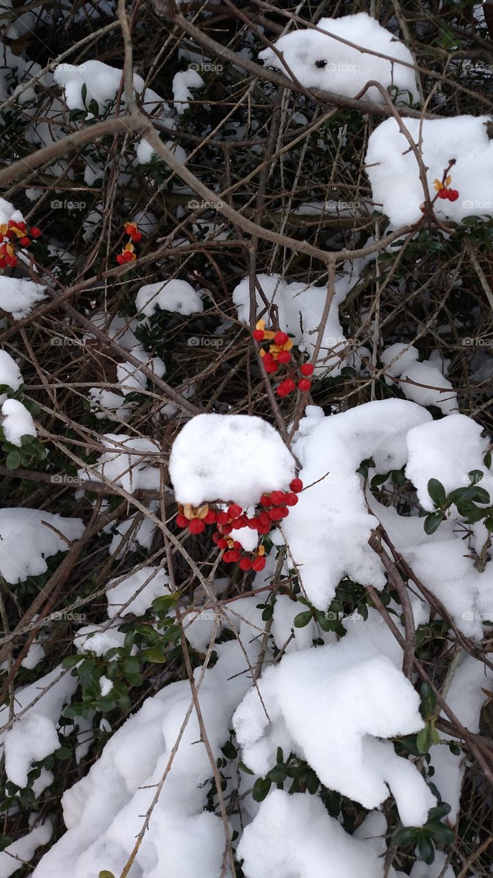 snowy berries