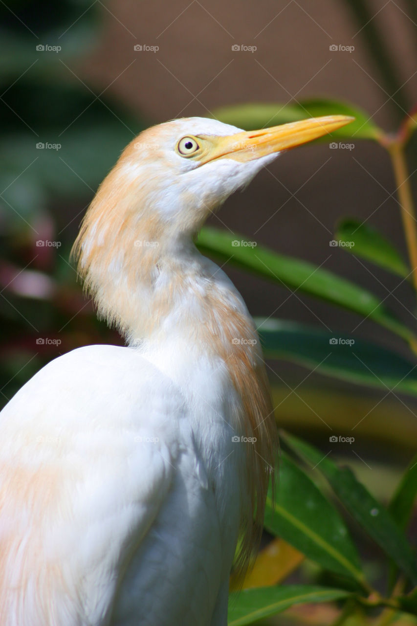 Close-up of bird