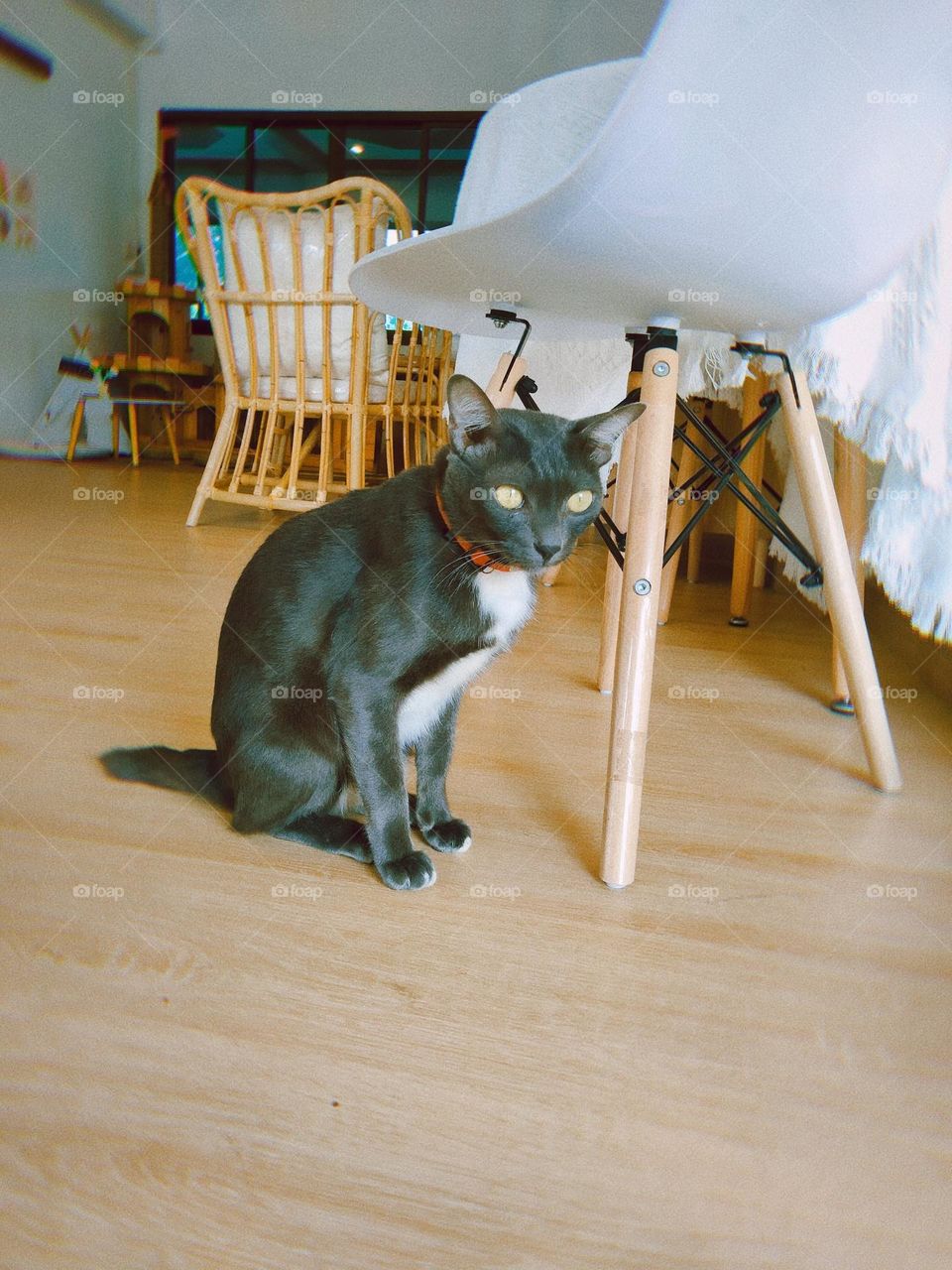 What do you think this black cat will do to me?