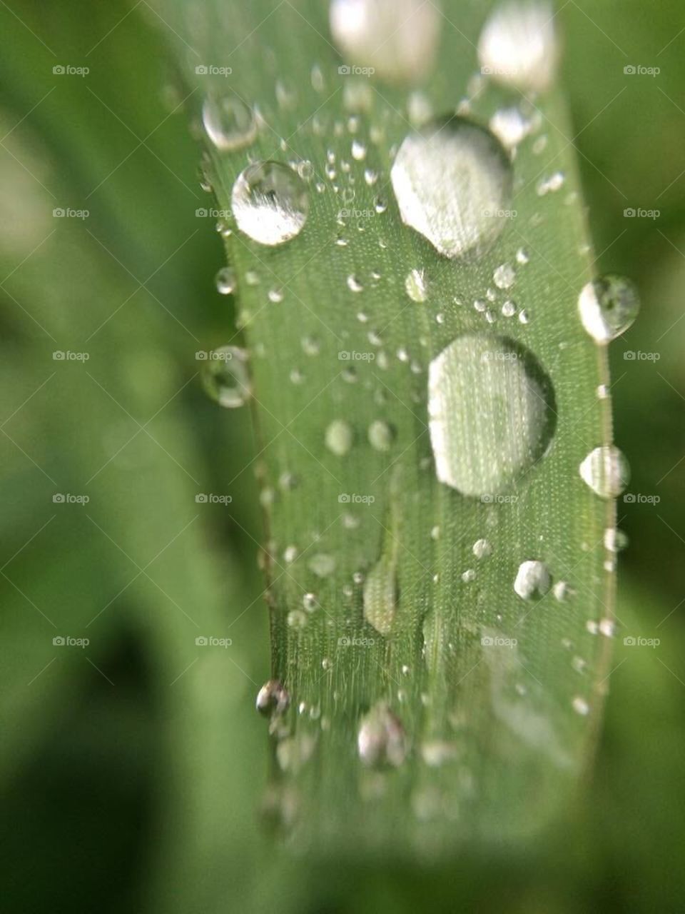 dew