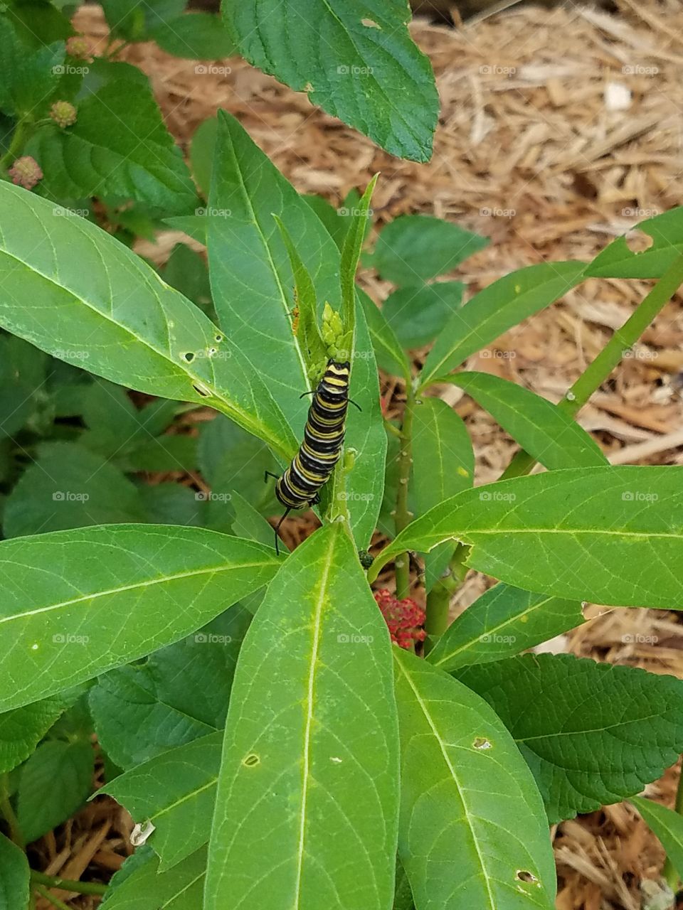 Monarch Caterpillar chows down