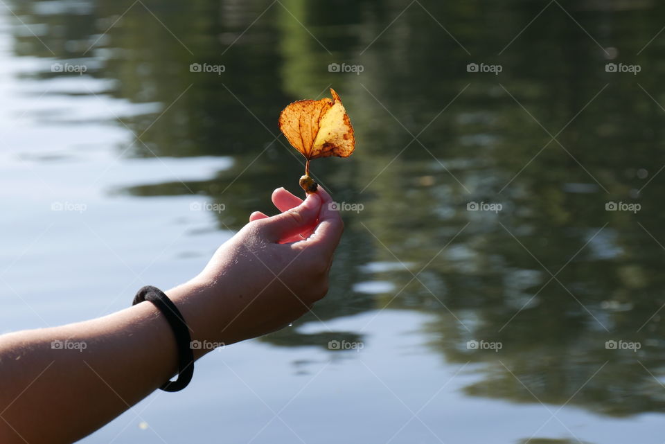 Pretty foliage from the river fished on a canoe trip on the Alster in Hamburg