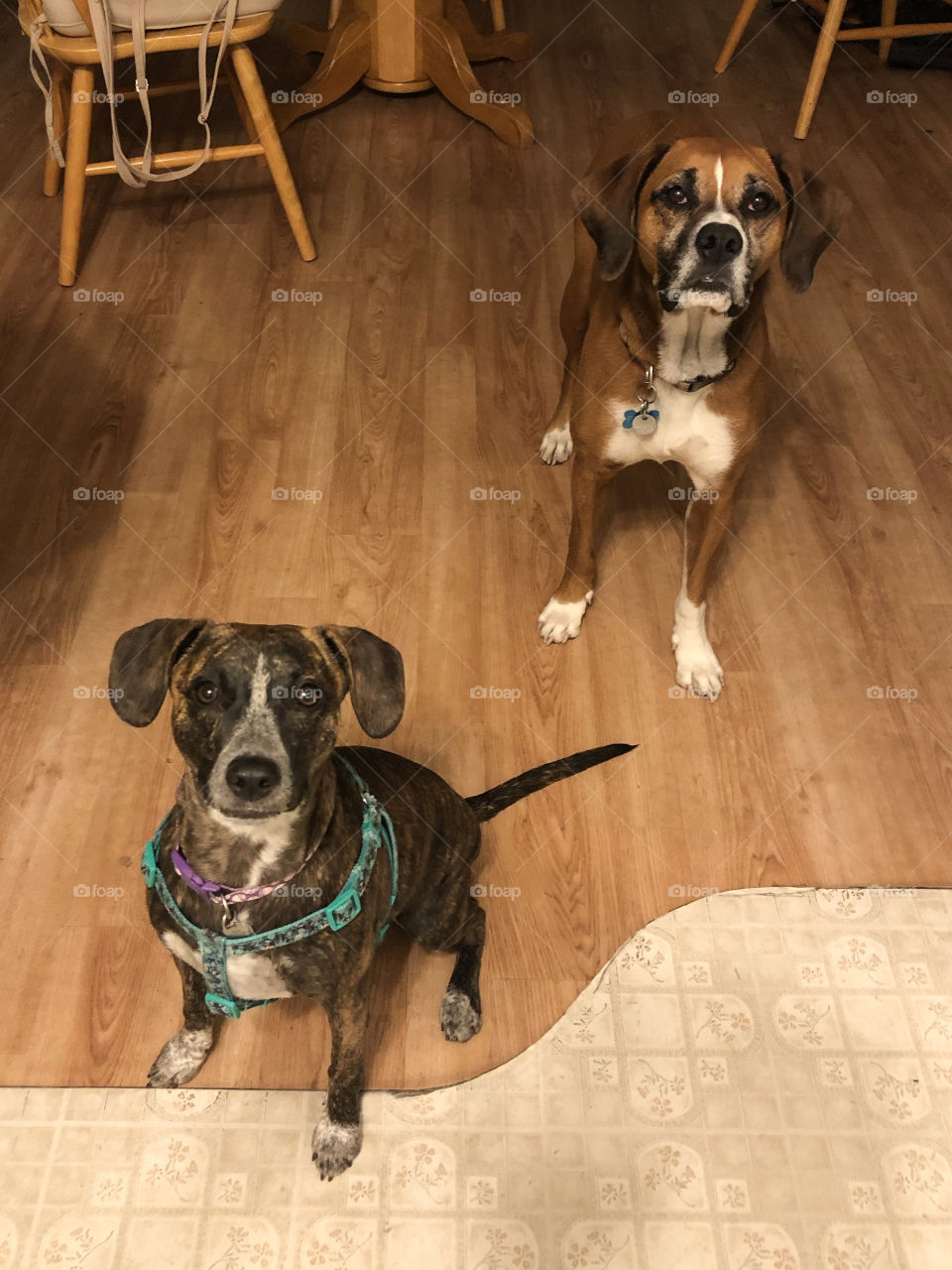 2 dogs asking-Is there something for us?
