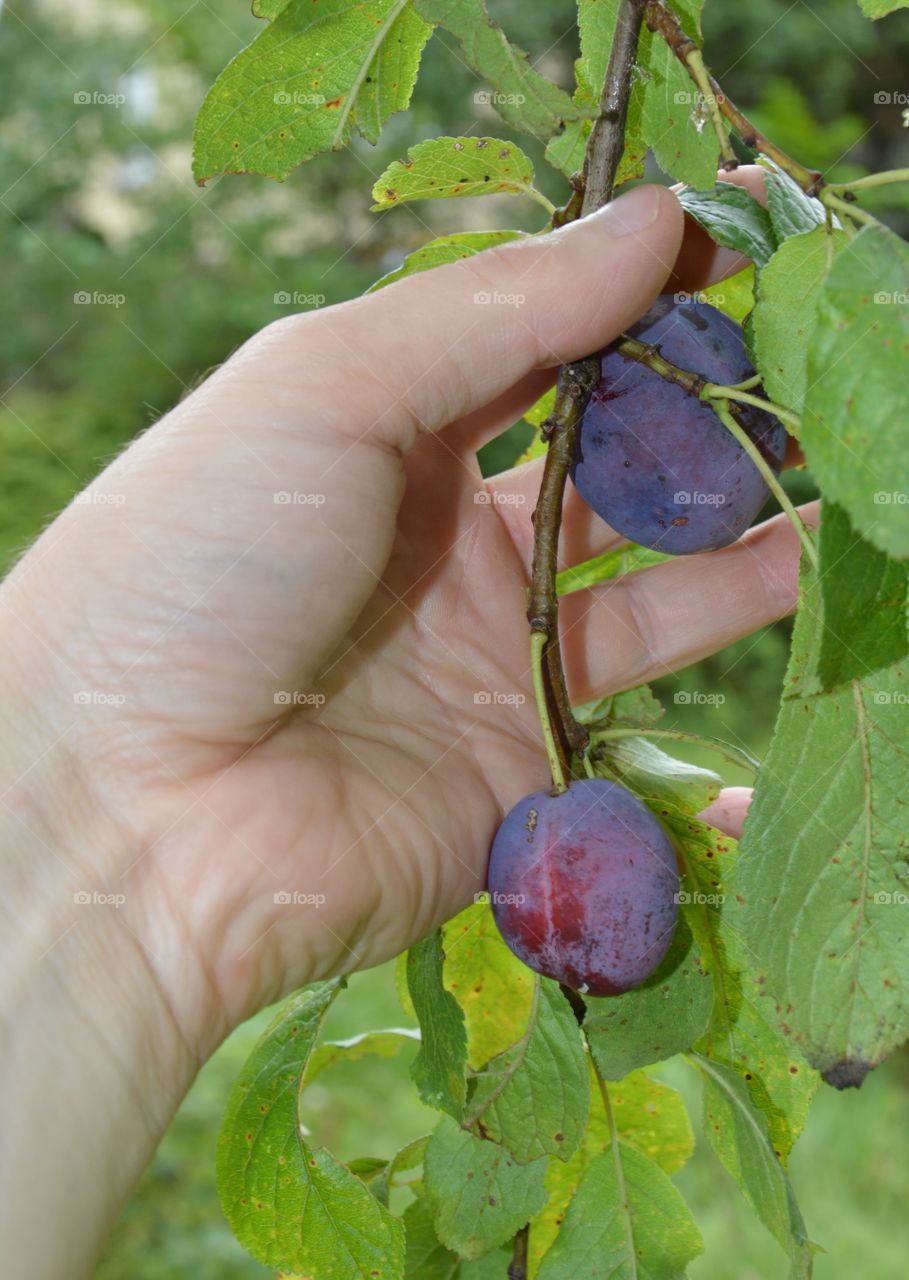 plum tree