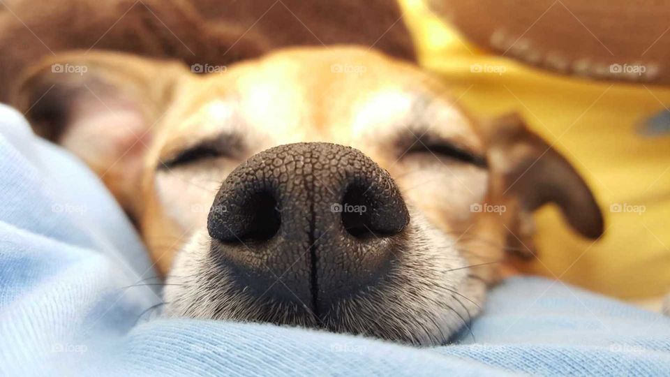 Adorable close up of a dog's face