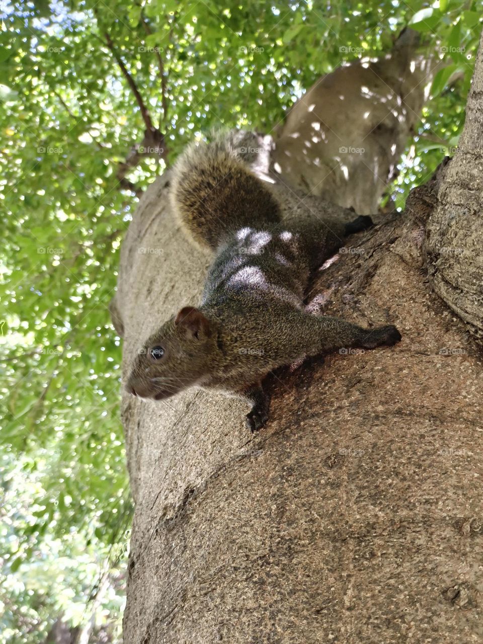 Callosciurus erythraeus