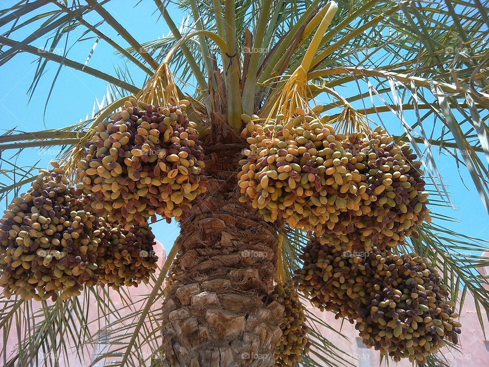 Date tree in Al Ain United Arab Emirates
