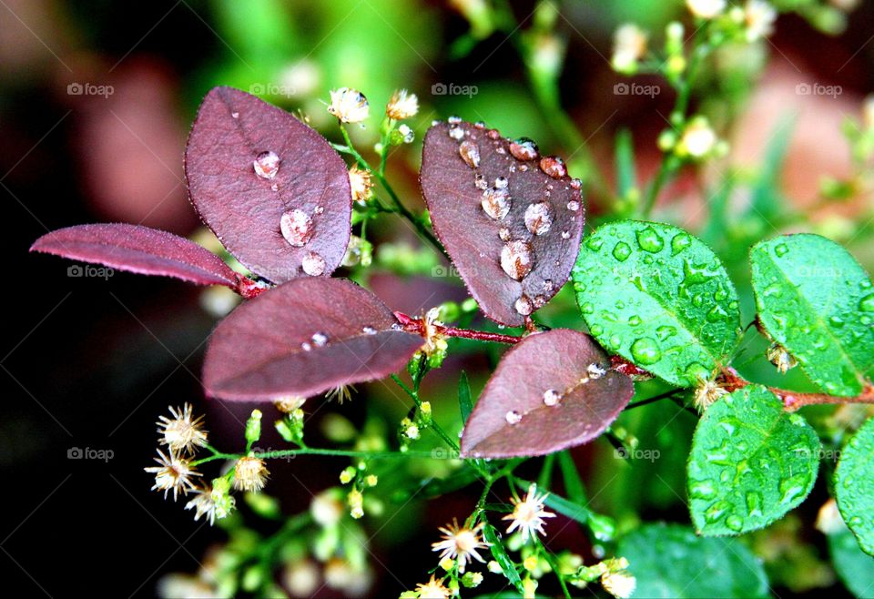 waterdrops on leabes