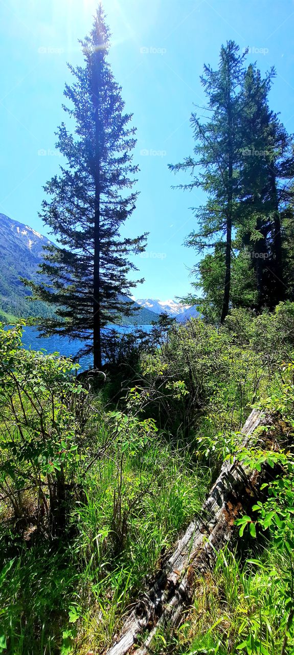 Pines.  Lake.  The mountains.