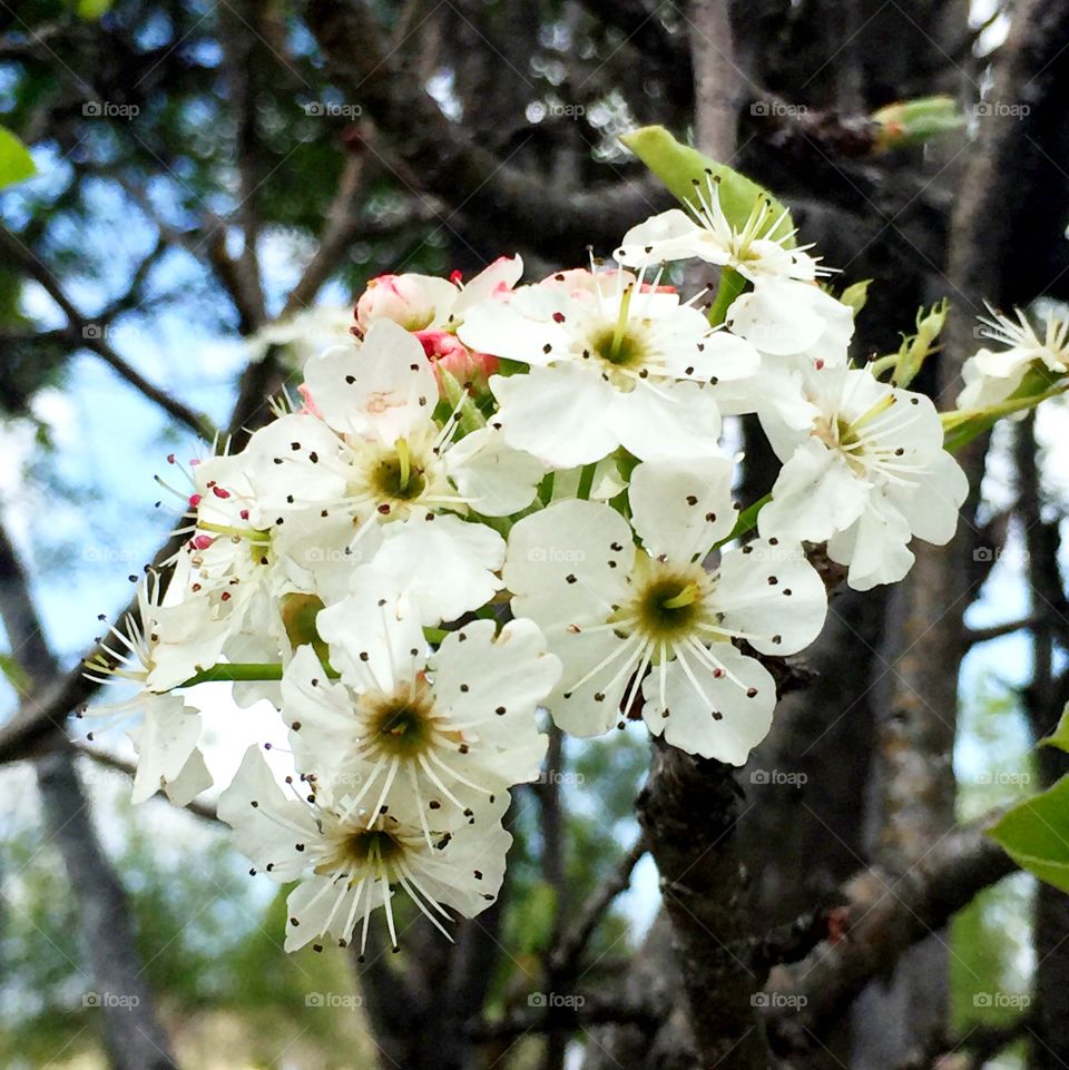 Callery pear II