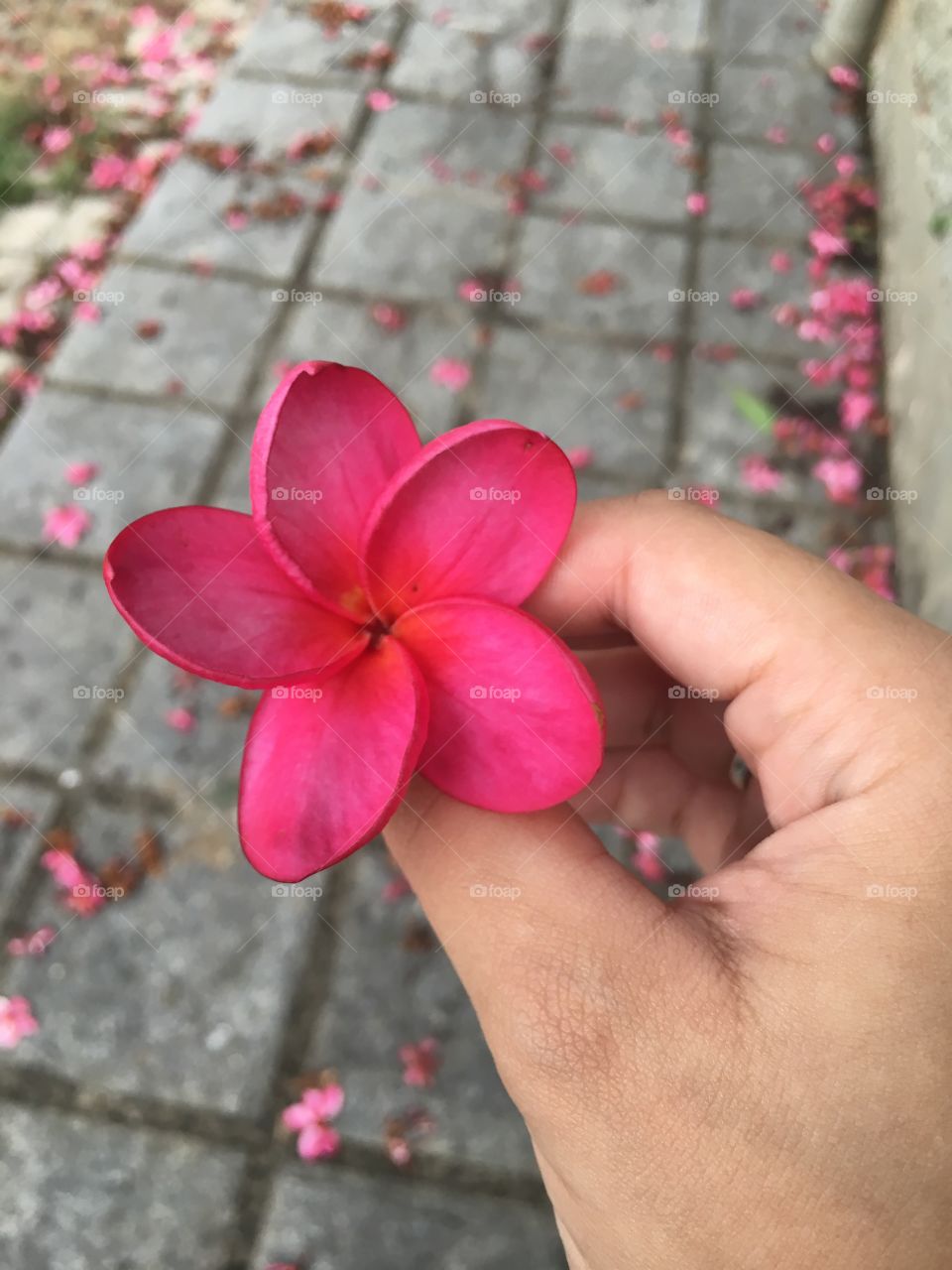 A flower!