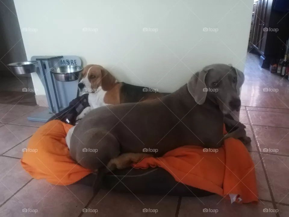 Ruby und Benno
