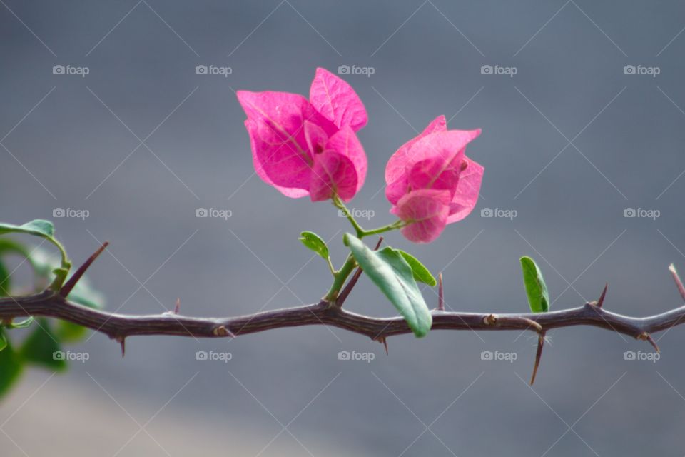 Bougainvillea