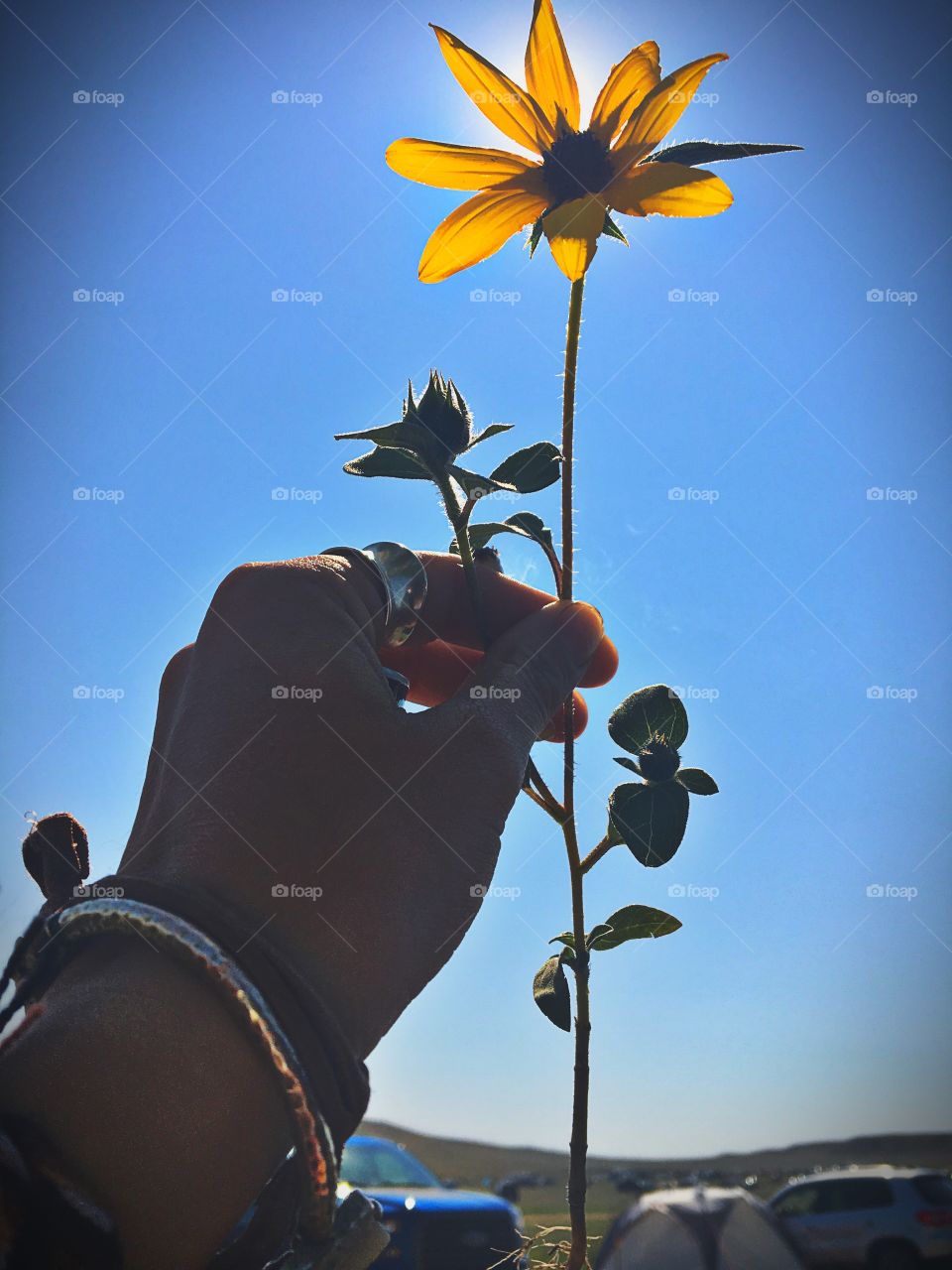 Sunflower Freedom 