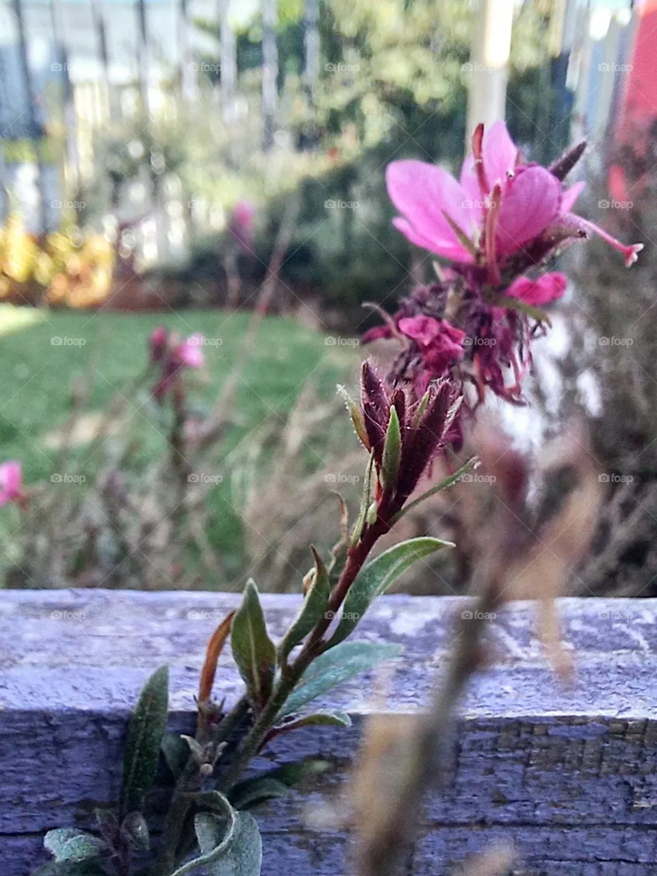 spring