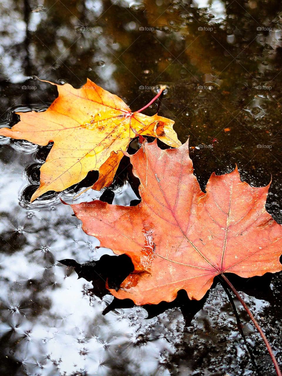 Autumn.  A yellow maple leaf and a red maple leaf are lying on the wet asphalt.  Reflection of surrounding trees on the asphalt