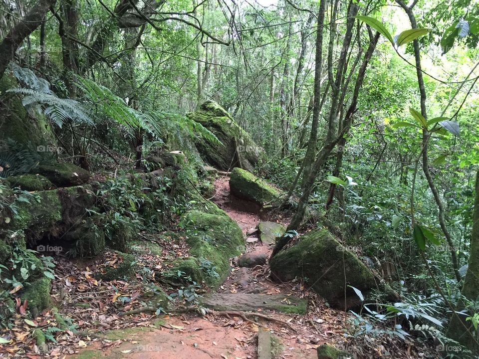 In the middle of the jungle 