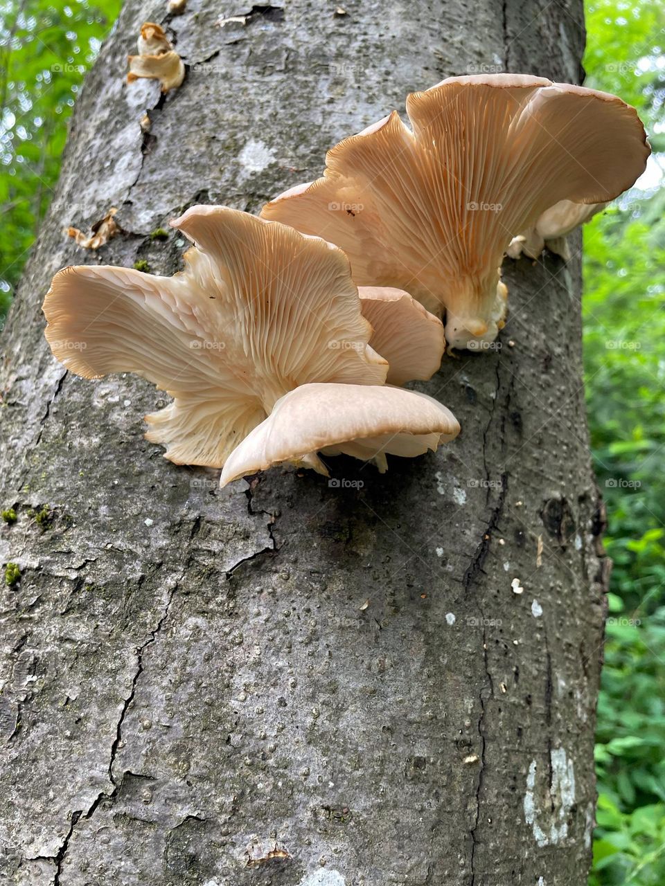 Mushrooms on a Tree