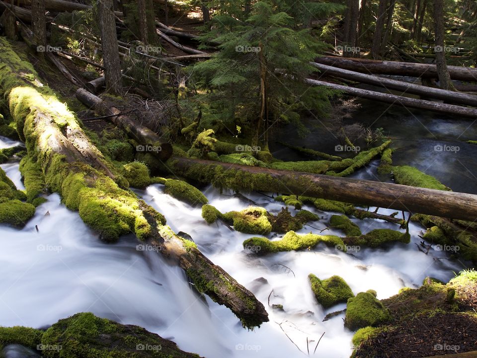 The mountain cold and fresh waters of Clearwater Falls rushing over moss covered rocks and slick wet logs on a sunny spring morning in Southwestern Oregon. 